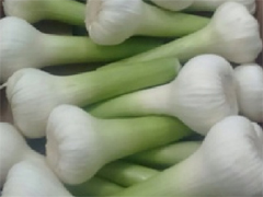 Garlic