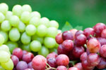 Red & Green Grapes