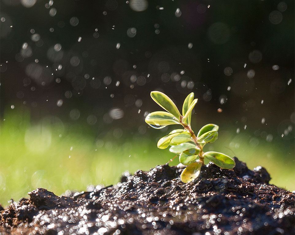 Green Fields, Egypt's leading certified fresh produce exporter